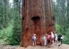 redwood_baum_big.jpg