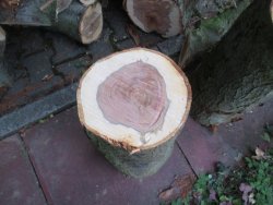 IMG_4903.JPG