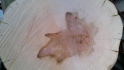 Elsbeere_Splint_Kern_02.jpg