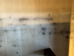 schwarze Flecken auf Parkett.jpg