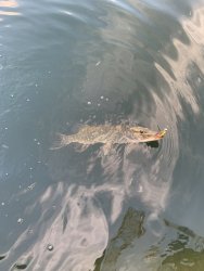 090435B8-5347-403C-8190-ADD8647DFD17.jpeg
