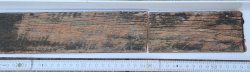 teak01.jpg