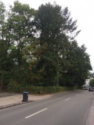 Douglasien fällen und verwerten