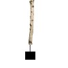 birke.jpg