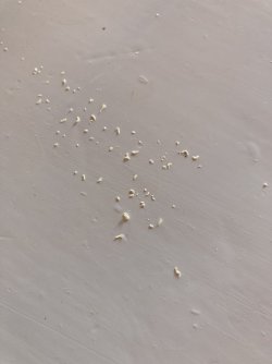 5AE00E5D-295A-475B-A88F-CBE23E658E15.jpeg