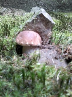 Der_Stein_und_sein_Pilz.jpg