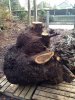 Burl 3.JPG
