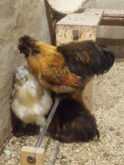 IMG_20231210_171105_3.jpg IMG_20231210_171105_3.jpg