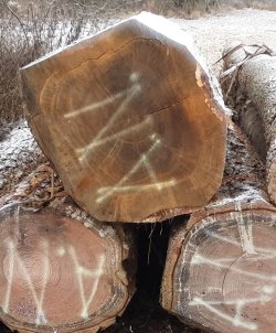 Eiche_Stock_Stkl6_Ringschäle_01.jpg