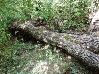 DSCN4949.JPG