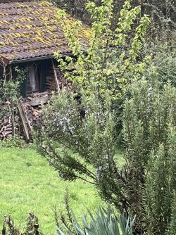 IMG_9930.jpeg