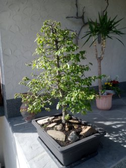IMG_20250420_101951616.jpg