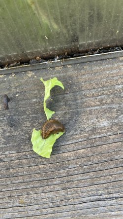 IMG_2984.jpeg