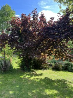 IMG_0094.jpeg