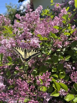 IMG_0105.jpeg