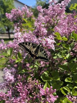 IMG_0106.jpeg