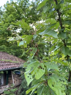 IMG_0111.jpeg