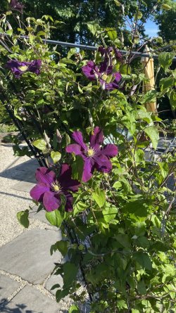 IMG_1940.jpeg