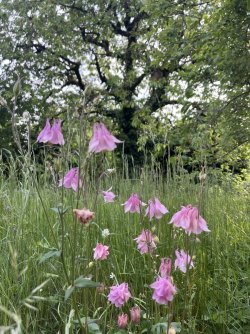 IMG_0463.jpeg