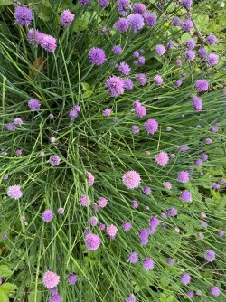IMG_0465.jpeg