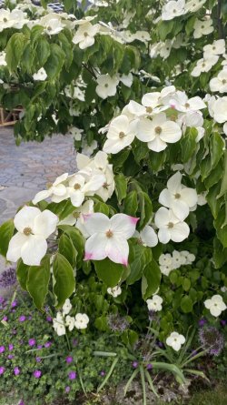 IMG_1959.jpeg