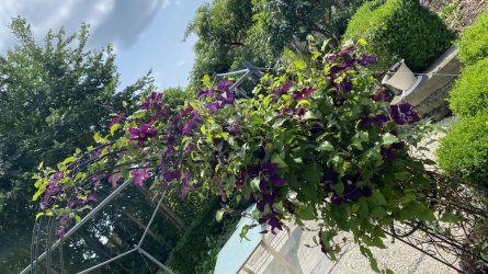 IMG_1971.jpeg