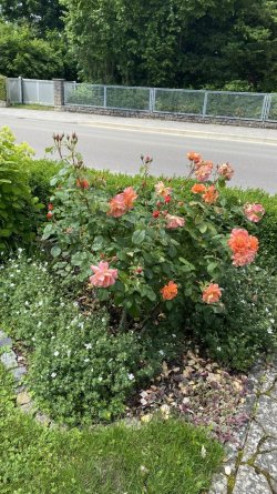 IMG_1968.jpeg