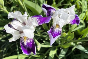 Iris.jpg