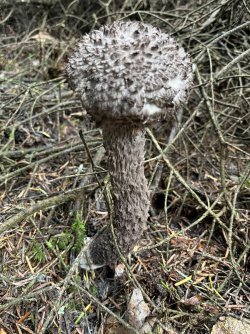 IMG_0611.jpeg