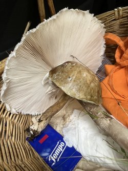 IMG_9025.jpeg