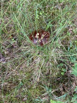 IMG_9036.jpeg