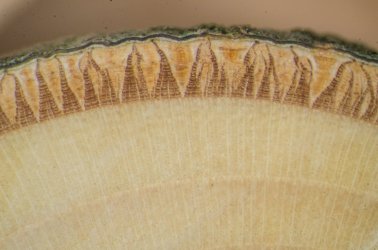 20250808-9877-2.jpg