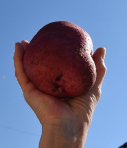 potato.jpg potato.jpg