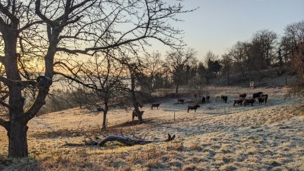 PXL_20260119_075055905.jpg PXL_20260119_075055905.jpg