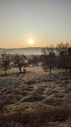 PXL_20260119_075334138.jpg PXL_20260119_075334138.jpg