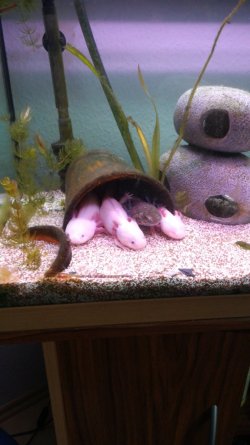 bella lily Luna charly .jpg