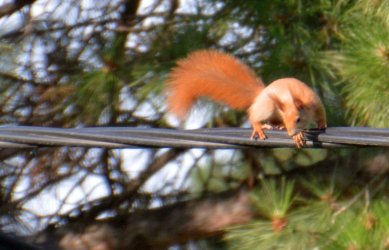 eichhörnchen01.jpg