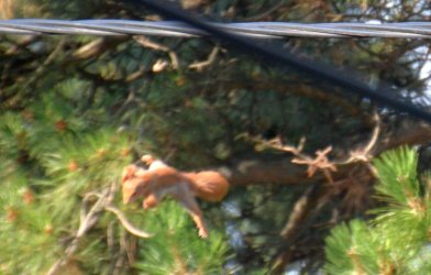 eichhörnchen02.jpg
