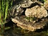 DSCF1127.JPG