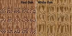 red-oak-v-white-oak-endgrain.jpg