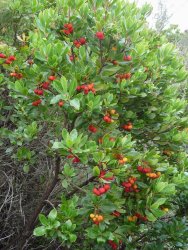 arbutus-unedo-corsica.jpg