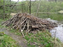 IMG_20210513_130730.jpg