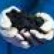zzbb