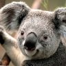 KoaLaa