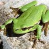 Laubfrosch
