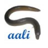 caali