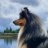 Colliewood